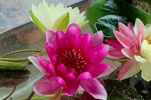 睡莲的养殖方法，适合生长在水质干净的环境中