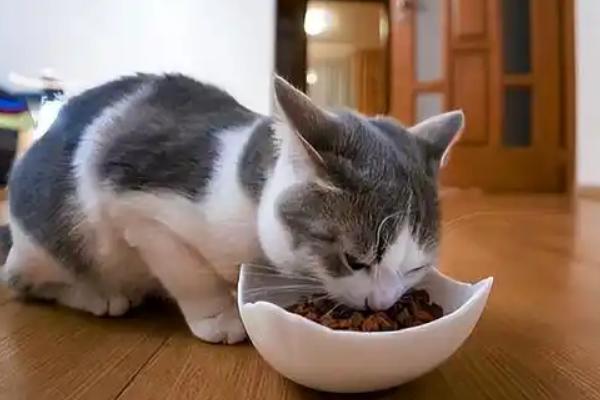 怎样给猫咪喂药，可直接用手给猫咪喂药