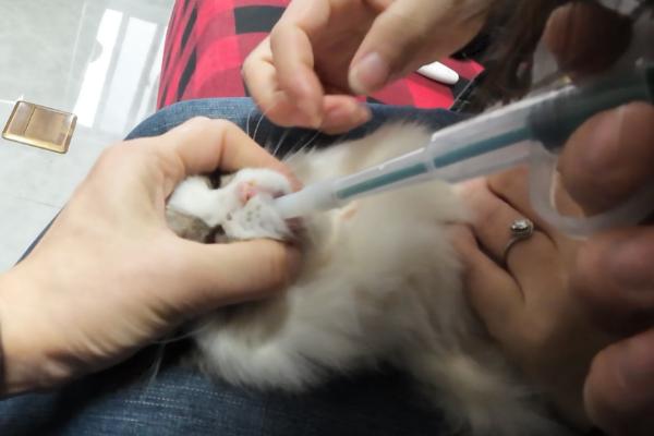 怎样给猫咪喂药，可直接用手给猫咪喂药