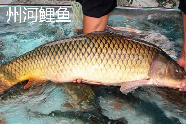 我国哪里产的鲤鱼有名，孟津、州河的鲤鱼有名