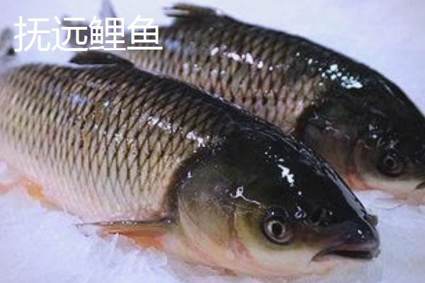 我国哪里产的鲤鱼有名，孟津、州河的鲤鱼有名