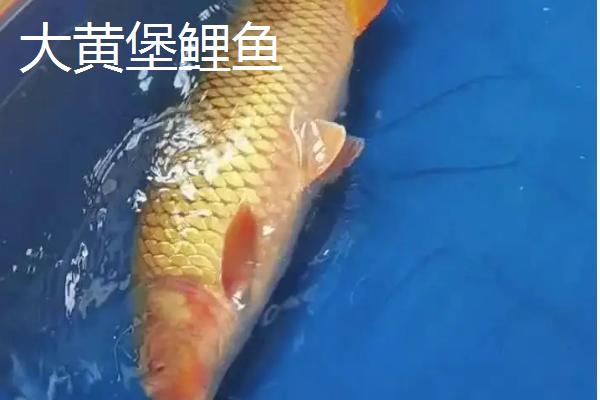 我国哪里产的鲤鱼有名，孟津、州河的鲤鱼有名