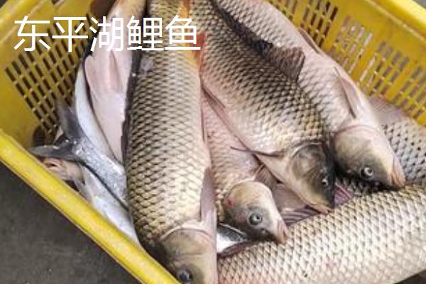 我国哪里产的鲤鱼有名，孟津、州河的鲤鱼有名