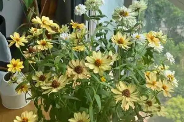 百日草开花多久会凋谢，四个月后开始凋谢