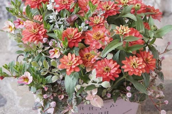 百日草开花多久会凋谢，四个月后开始凋谢