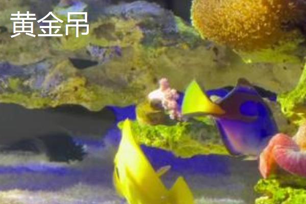 深海鱼从哪里获得氧气，水中具有溶解氧