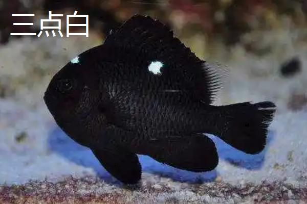 深海鱼从哪里获得氧气，水中具有溶解氧