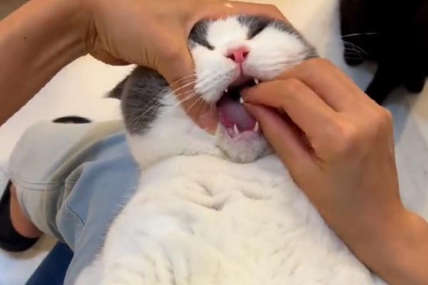 怎样给猫咪喂药，可直接用手给猫咪喂药