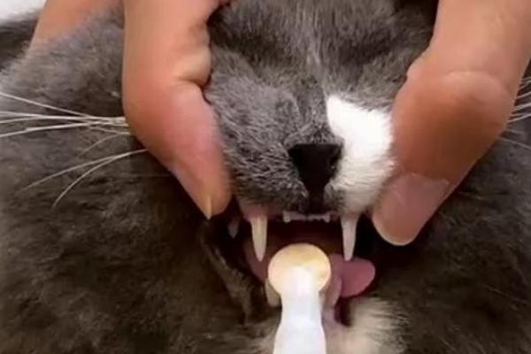 怎样给猫咪喂药，可直接用手给猫咪喂药