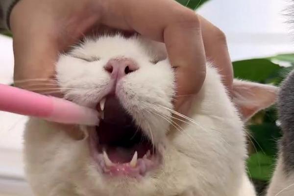 怎样给猫咪喂药，可直接用手给猫咪喂药