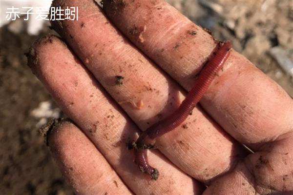 蚯蚓的血是哪种颜色，血液呈玫瑰红色