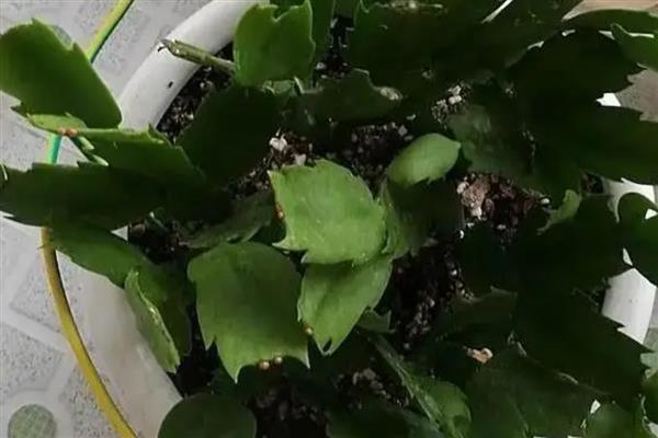 蟹爪兰叶子发软如何解决，过度浇水需疏松土壤并排出积水