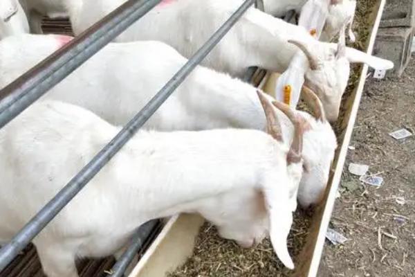 羊能长期吃脱霉剂吗,只在特殊情况下使用