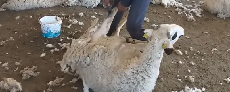 绵羊要剃毛吗，绵羊需要剃毛