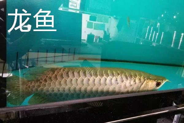 鱼种越冬死亡的原因，可能是水体缺氧所致