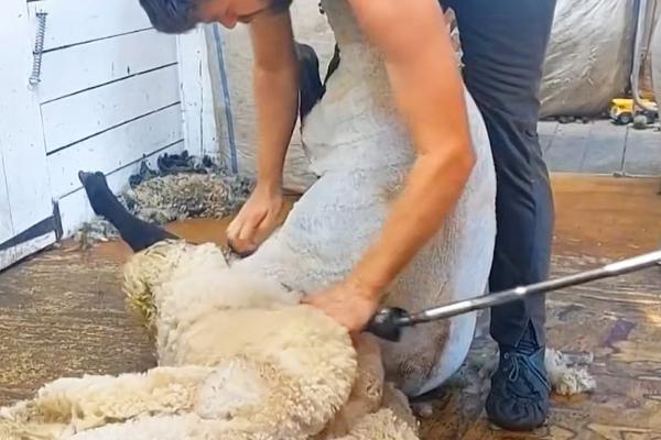 绵羊要剃毛吗，绵羊需要剃毛