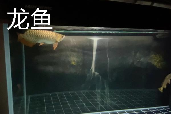 鱼种越冬死亡的原因，可能是水体缺氧所致