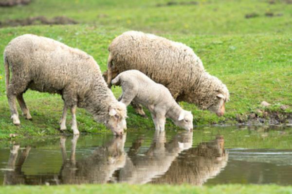 绵羊要剃毛吗，绵羊需要剃毛