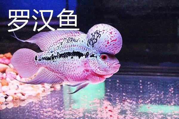 鱼种越冬死亡的原因，可能是水体缺氧所致