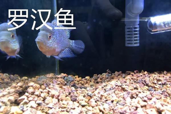 鱼种越冬死亡的原因，可能是水体缺氧所致