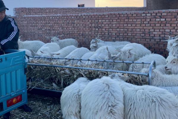 绵羊要剃毛吗，绵羊需要剃毛
