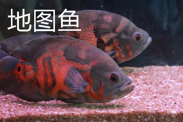 鱼种越冬死亡的原因，可能是水体缺氧所致