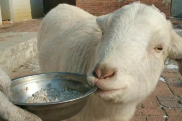 绵羊要剃毛吗，绵羊需要剃毛