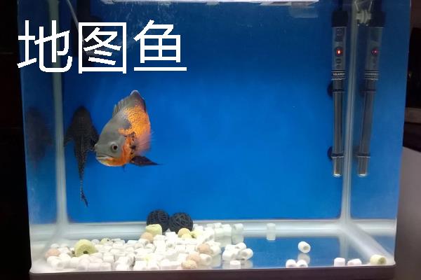 鱼种越冬死亡的原因，可能是水体缺氧所致