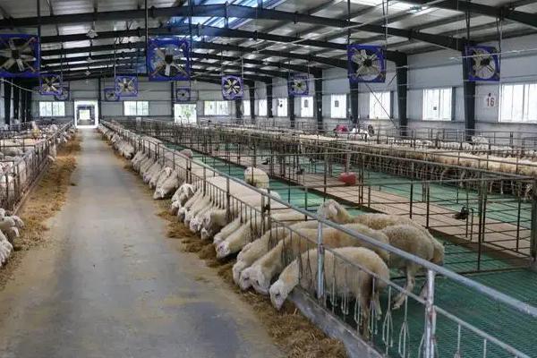 绵羊要剃毛吗，绵羊需要剃毛