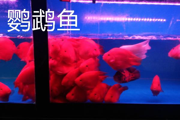 鱼种越冬死亡的原因，可能是水体缺氧所致
