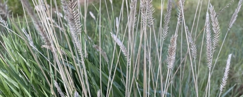 冰草有什么品种，主要分为冰草原变种、多花冰草、光穗冰草