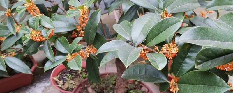 桂花苗的培育方法，生长期间每天要晒光5-6小时