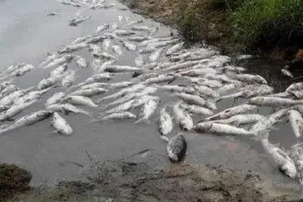 鱼种越冬死亡的原因，可能是水体缺氧所致