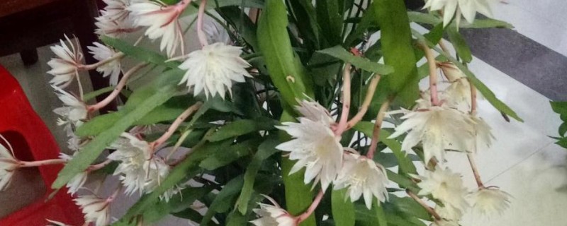 昙花什么时候修剪，建议在春季和秋季进行