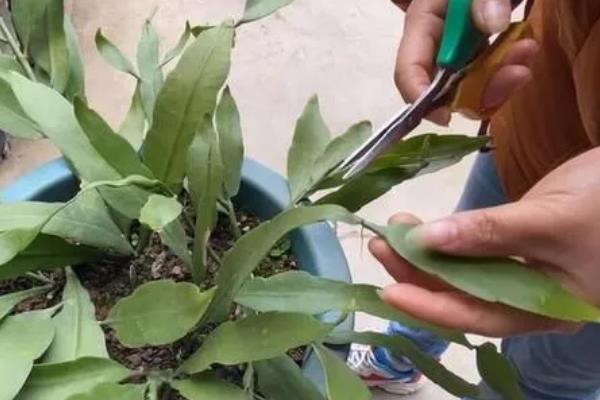 昙花什么时候修剪，建议在春季和秋季进行