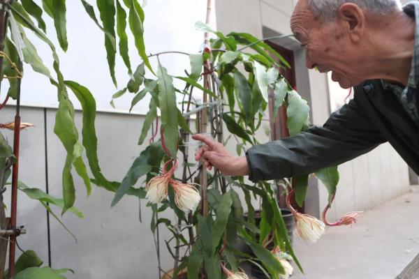 昙花什么时候修剪，建议在春季和秋季进行