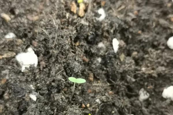 冰草有什么品种，主要分为冰草原变种、多花冰草、光穗冰草