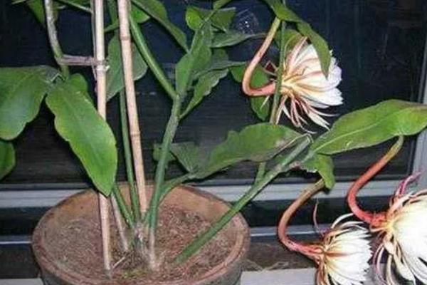 昙花什么时候修剪，建议在春季和秋季进行