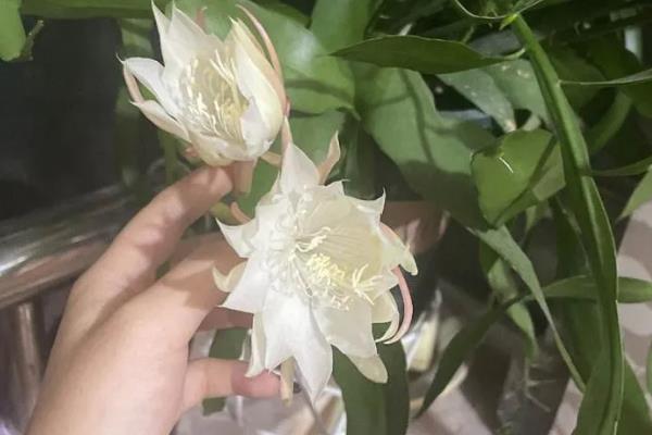 昙花什么时候修剪，建议在春季和秋季进行