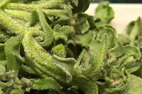 冰草有什么品种，主要分为冰草原变种、多花冰草、光穗冰草