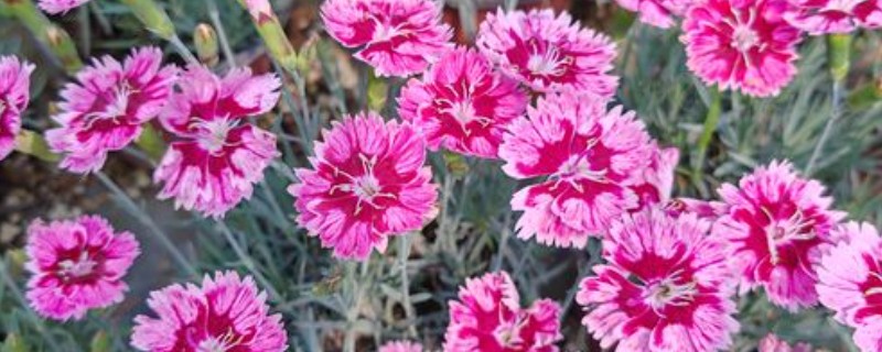 把石竹养在家里的作用，既能观赏又能起到净化空气等效果