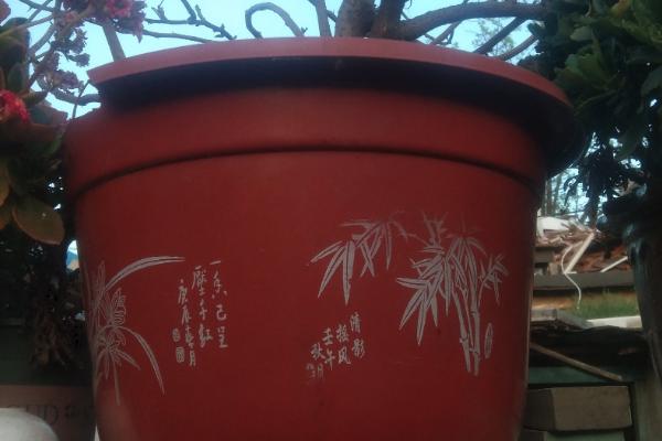 桂花苗的培育方法，生长期间每天要晒光5-6小时