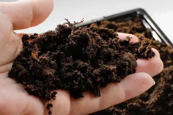 桂花苗的培育方法，生长期间每天要晒光5-6小时