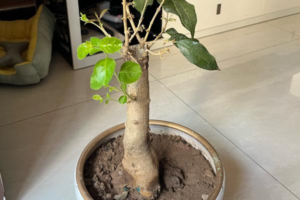 桂花苗的培育方法，生长期间每天要晒光5-6小时