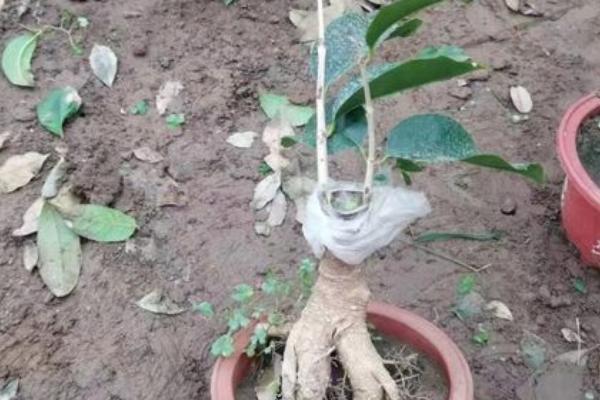 桂花苗的培育方法，生长期间每天要晒光5-6小时