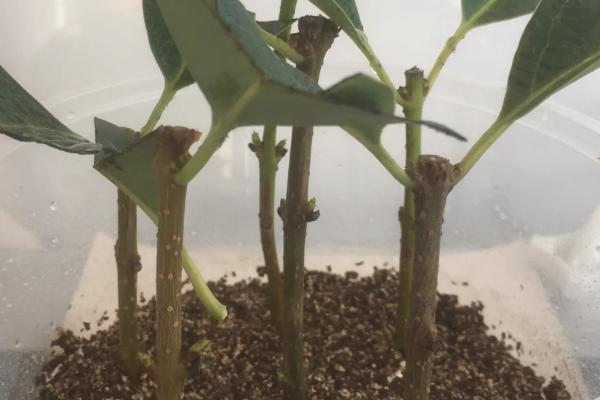 桂花苗的培育方法，生长期间每天要晒光5-6小时