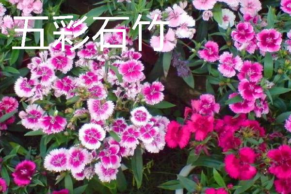把石竹养在家里的作用,既能观赏又能起到净化空气等效果