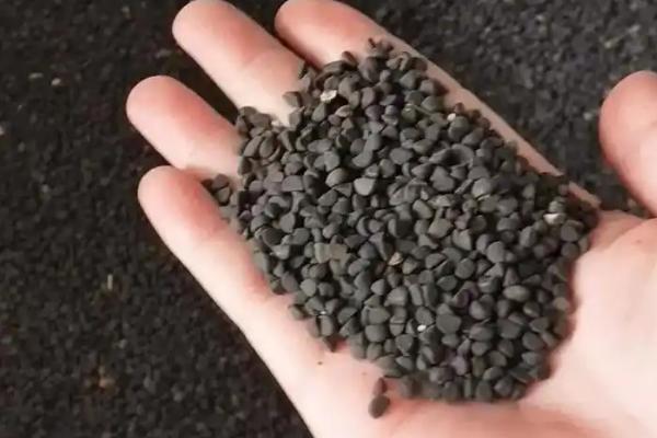 桂花苗的培育方法，生长期间每天要晒光5-6小时