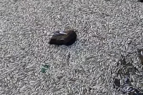 鱼种越冬死亡的原因，可能是水体缺氧所致