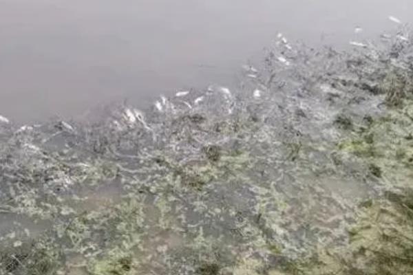 鱼种越冬死亡的原因，可能是水体缺氧所致